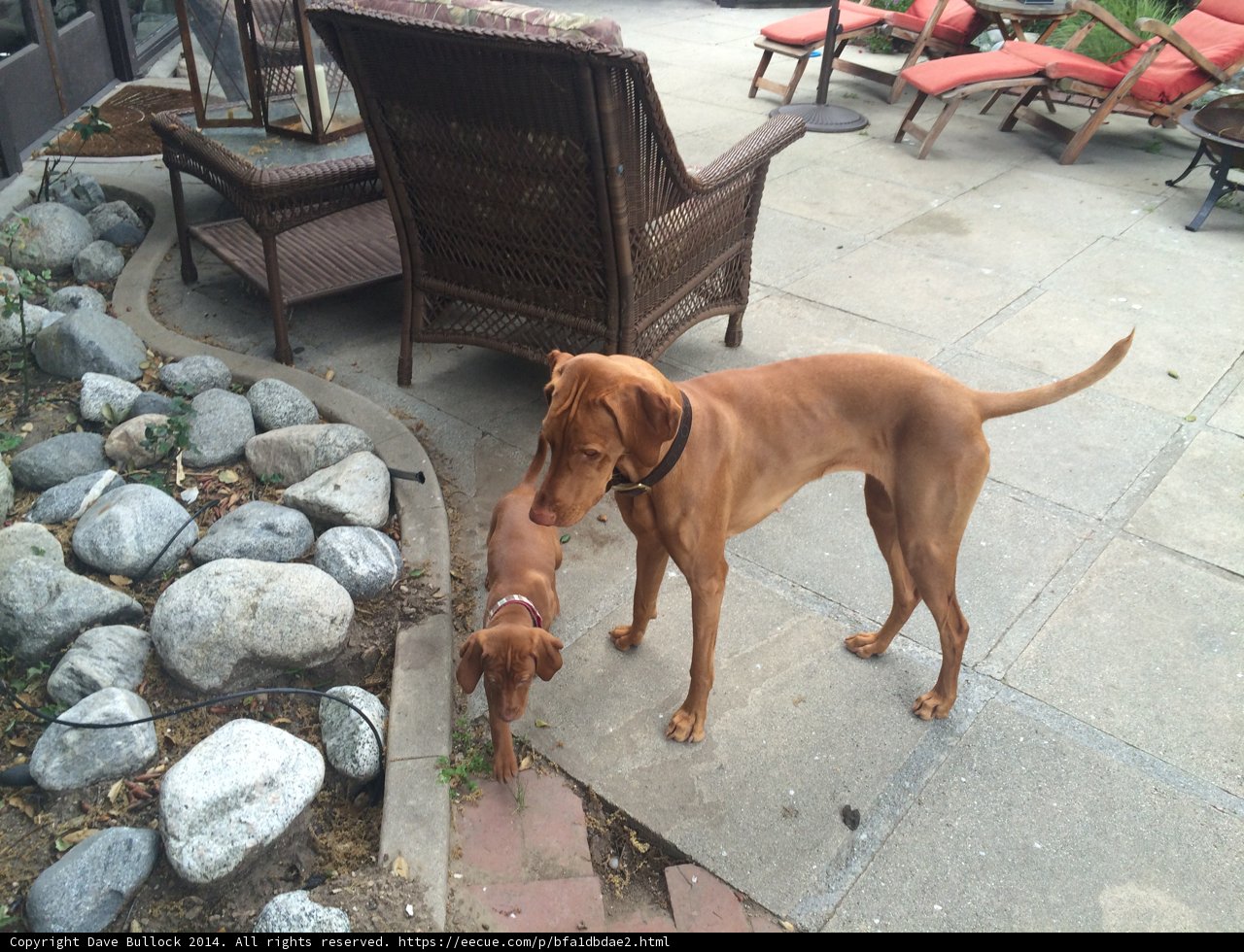 Two Dogs Enjoying the Patio