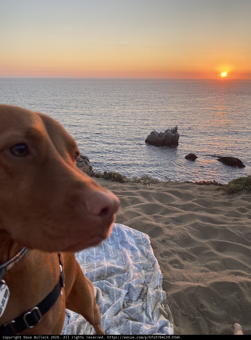 Sunset Serenity with Man's Best Friend