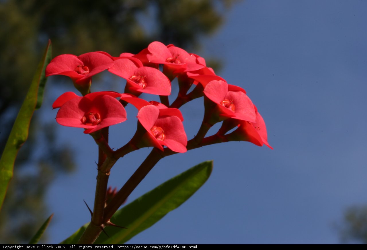 Vibrant Geranium Against a Blue Sky