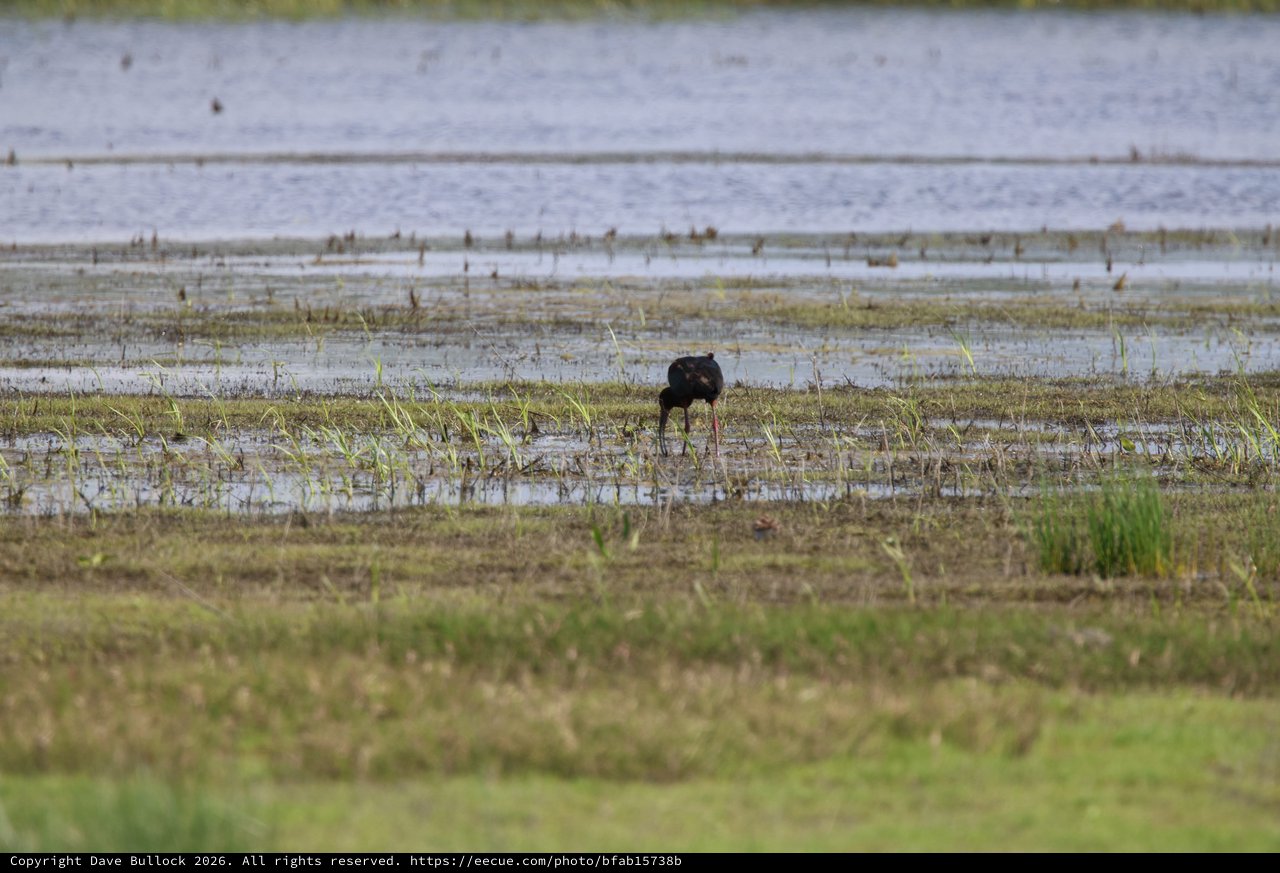 Glossy Ibis Foraging in Flooded Wetland Marsh