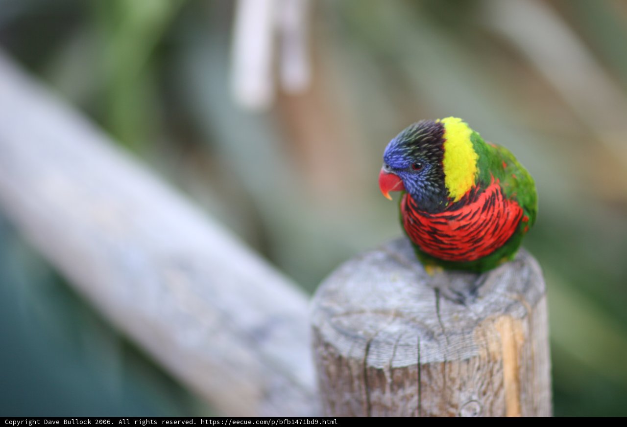 Vibrant Parakeet Perched on a Wooden Post