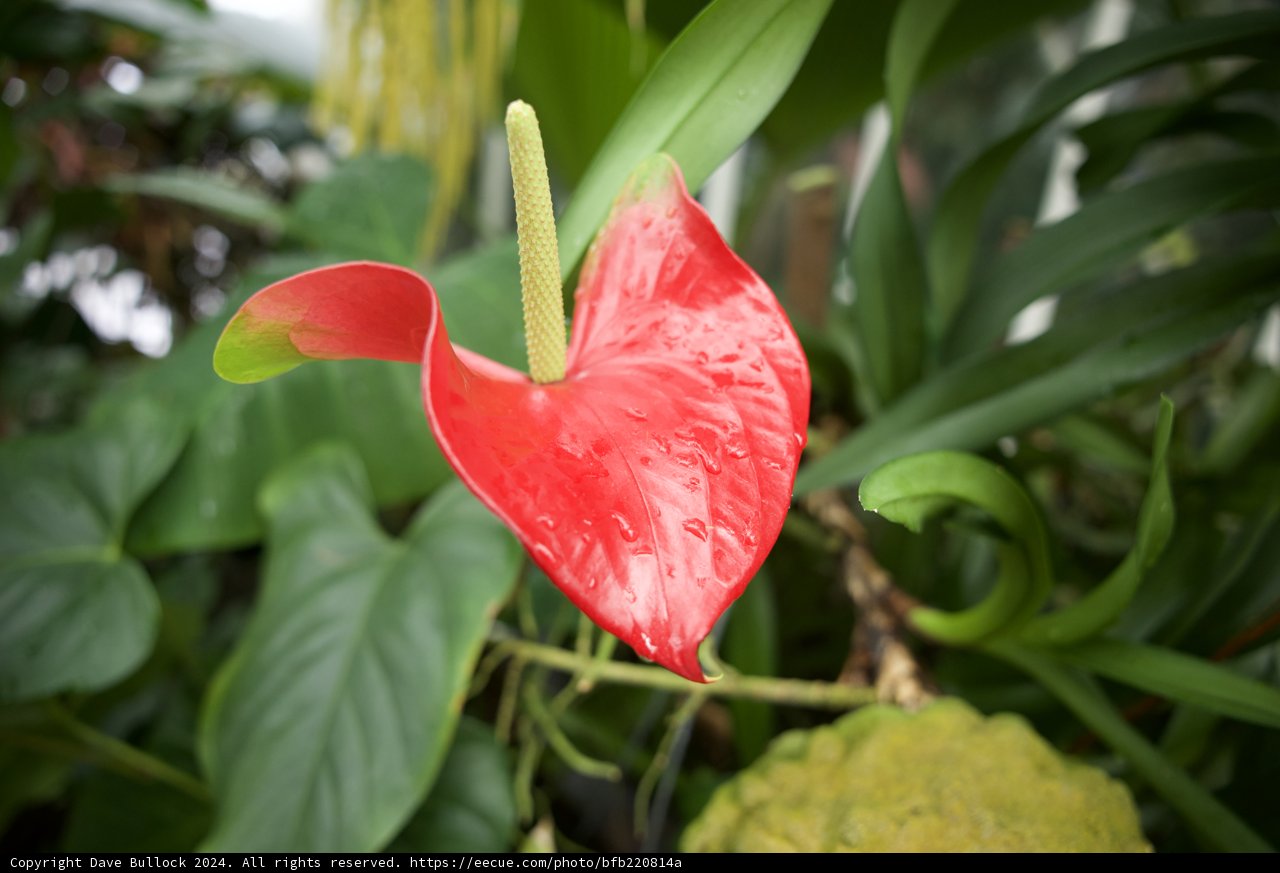 Enchanting Anthurium Flower at Golden Gate Park Conservatory