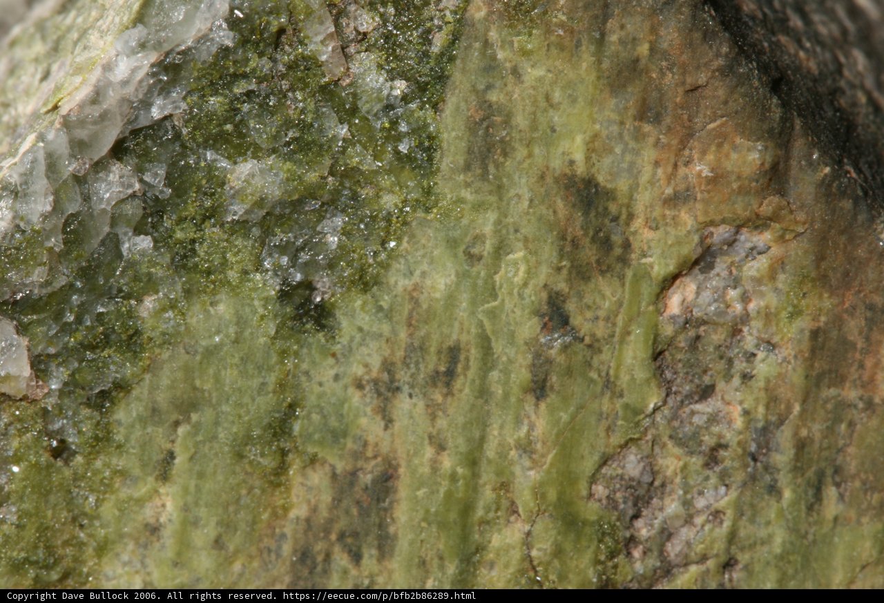 A Biodiverse Rock