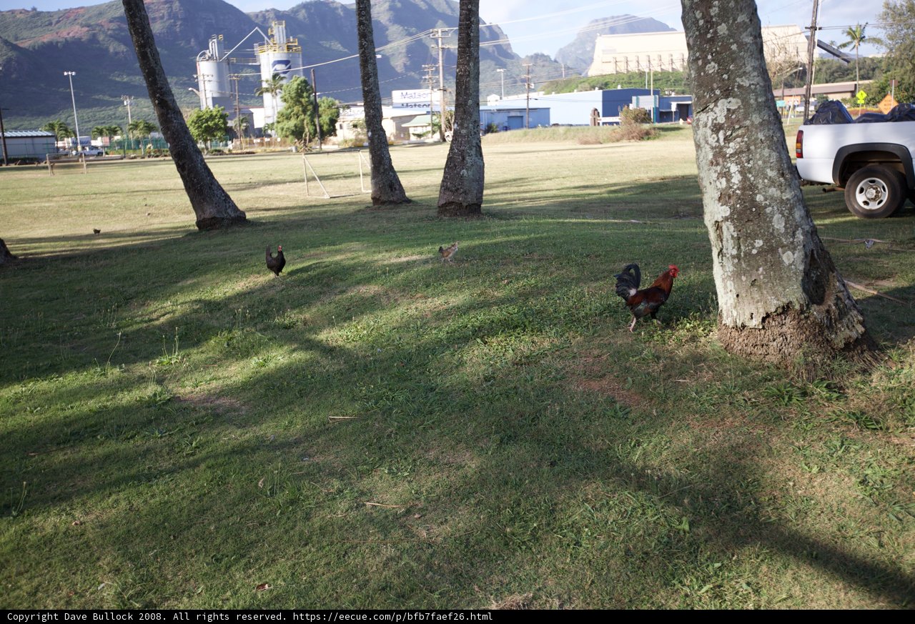 Chickens in the Garden