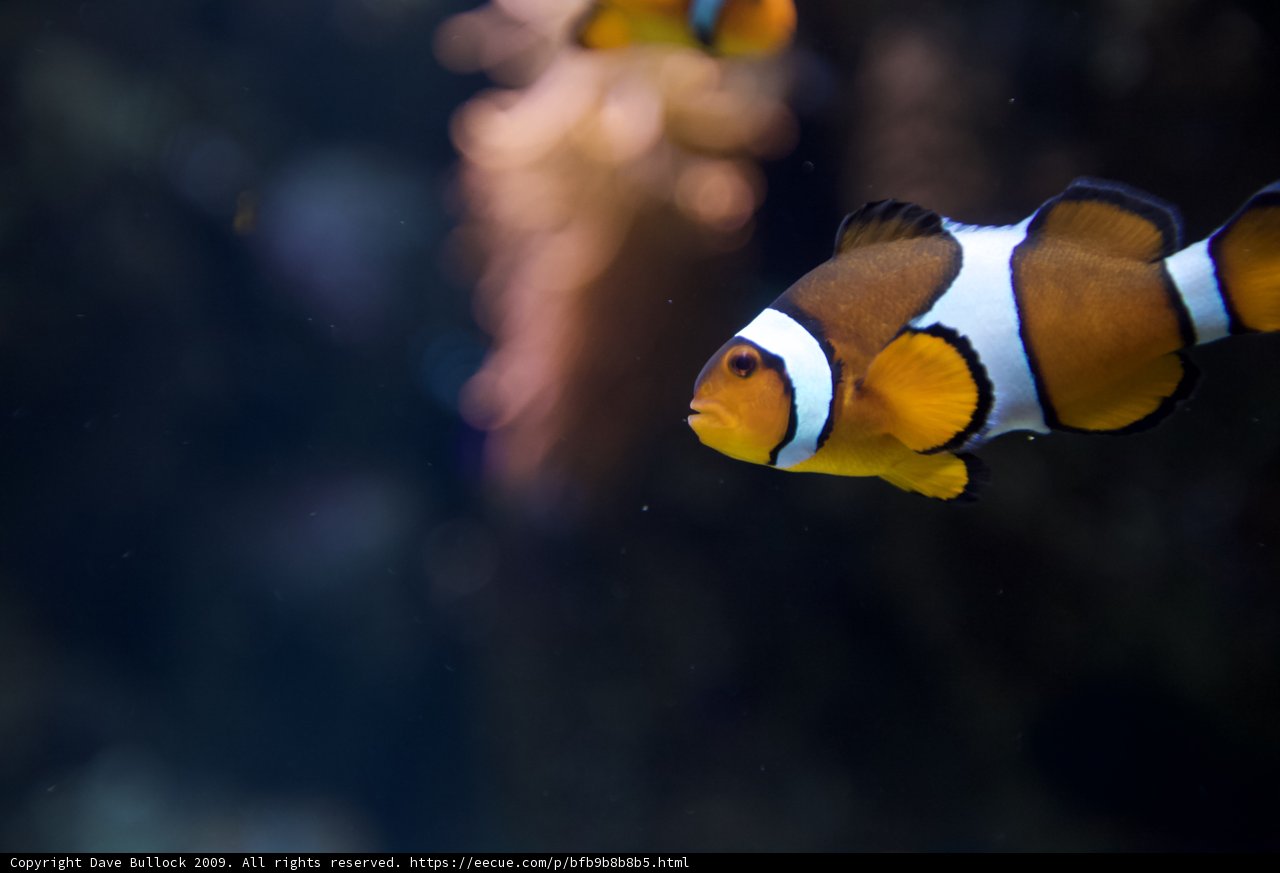 A Colorful Gathering of Clownfish