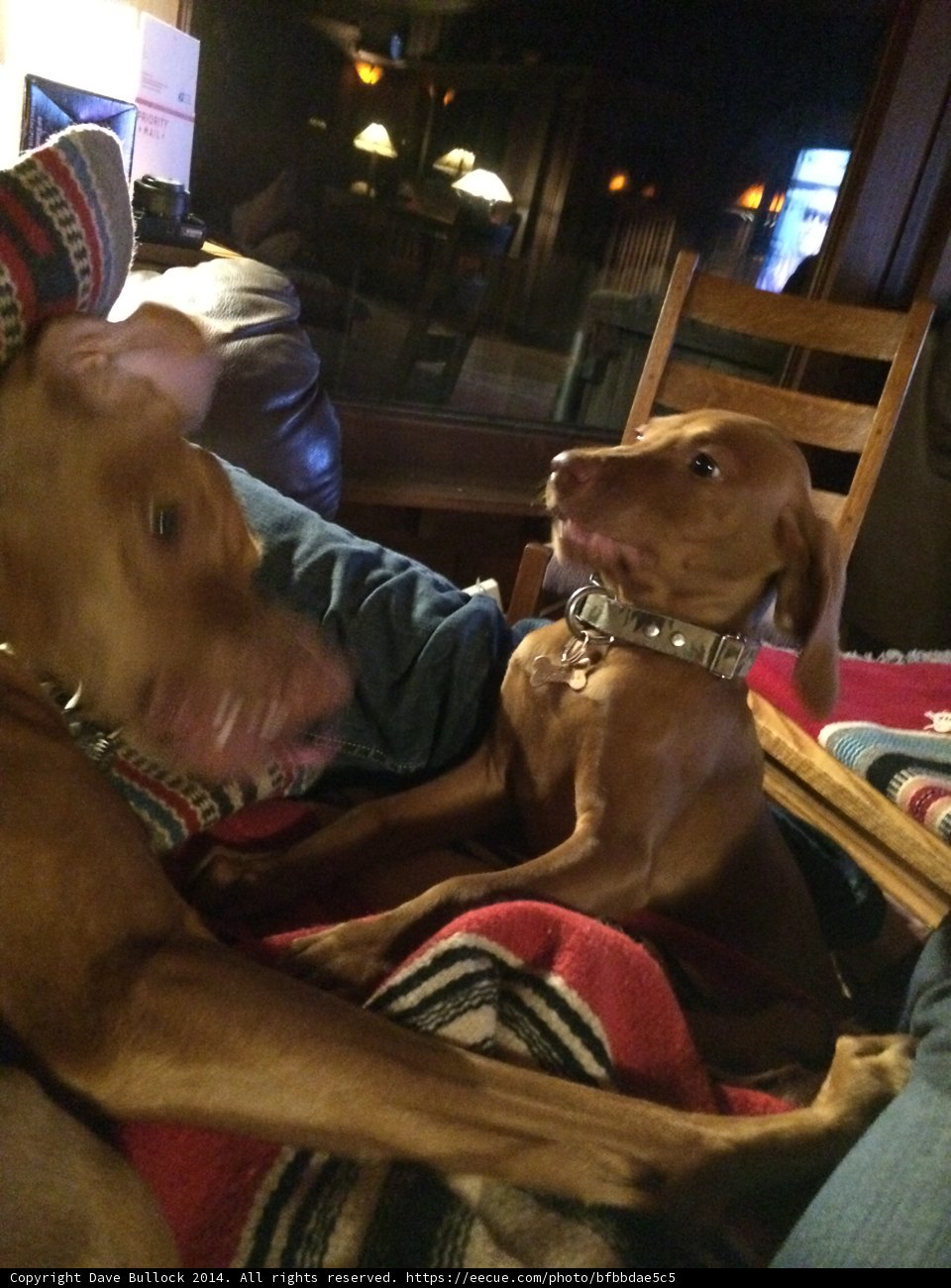 Relaxing with My Furry Best Friends