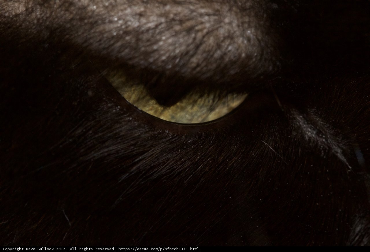 The Enigmatic Gaze of a Black Cat