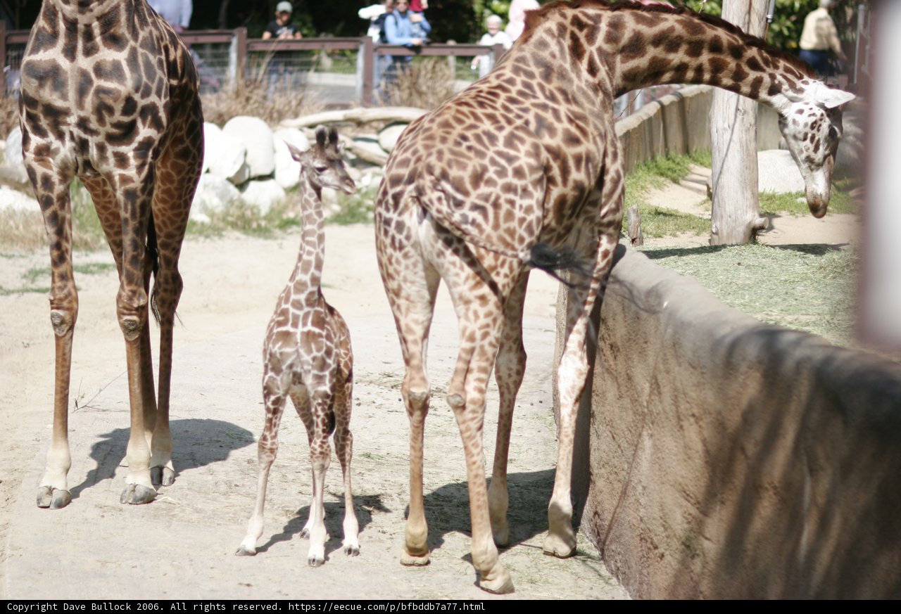 Giraffe Gathering
