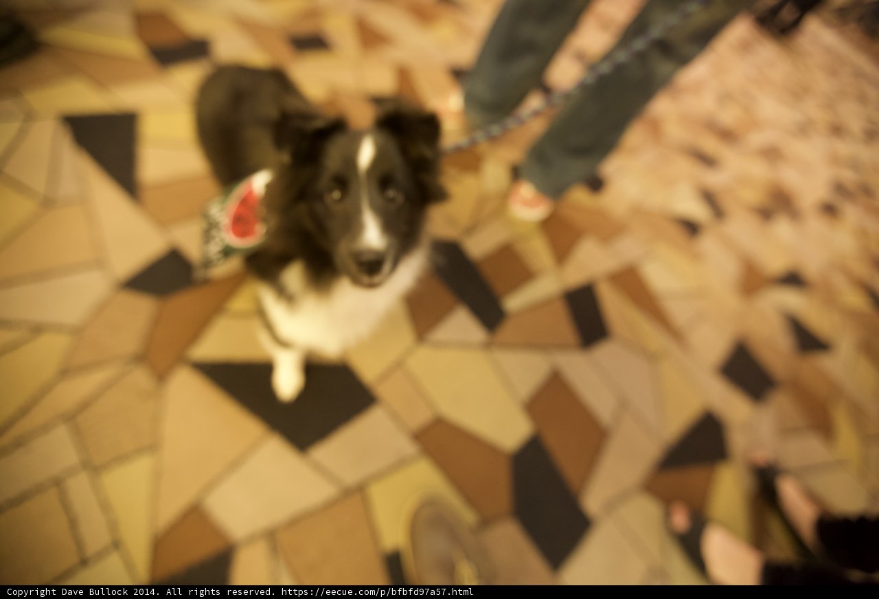 Red Bandana Collie on Flagstone Path