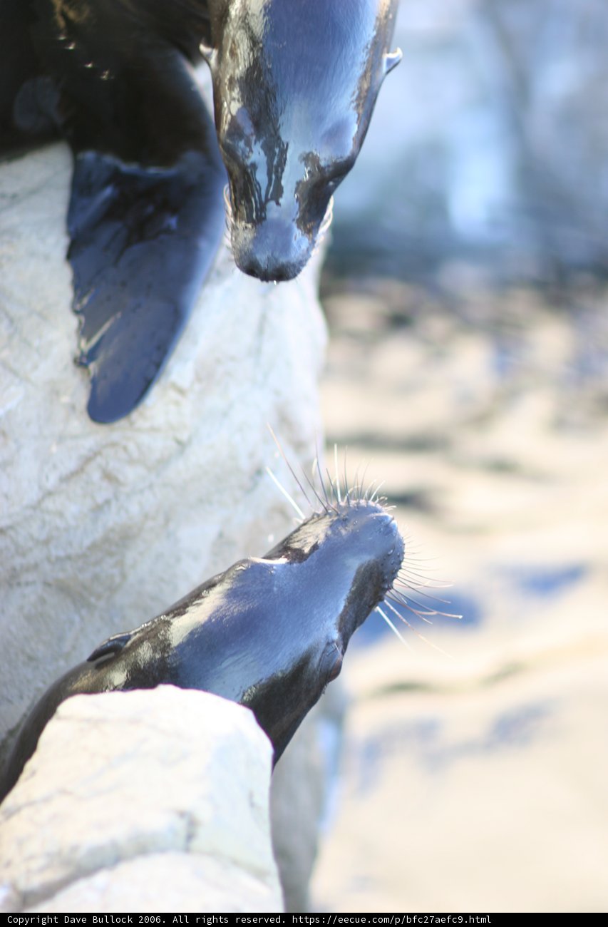 Sea Lions Basking in the Sun