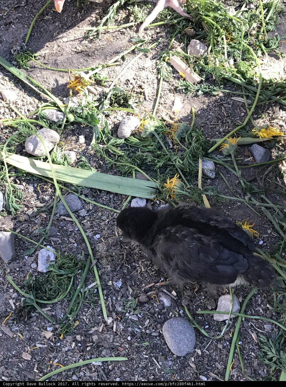 Feathered Friend on Rocky Ground