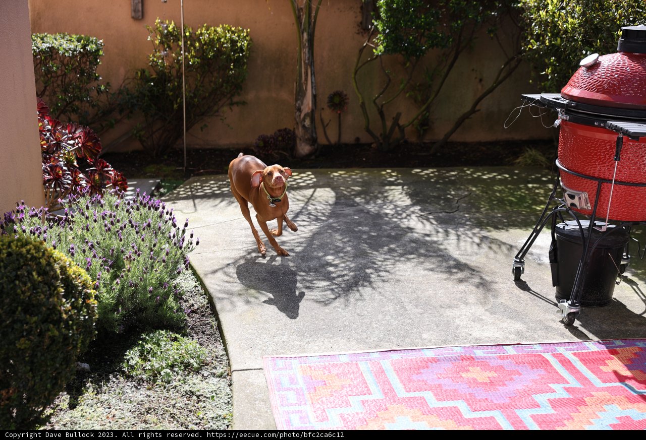 Furry Friend on a Slate Walkway