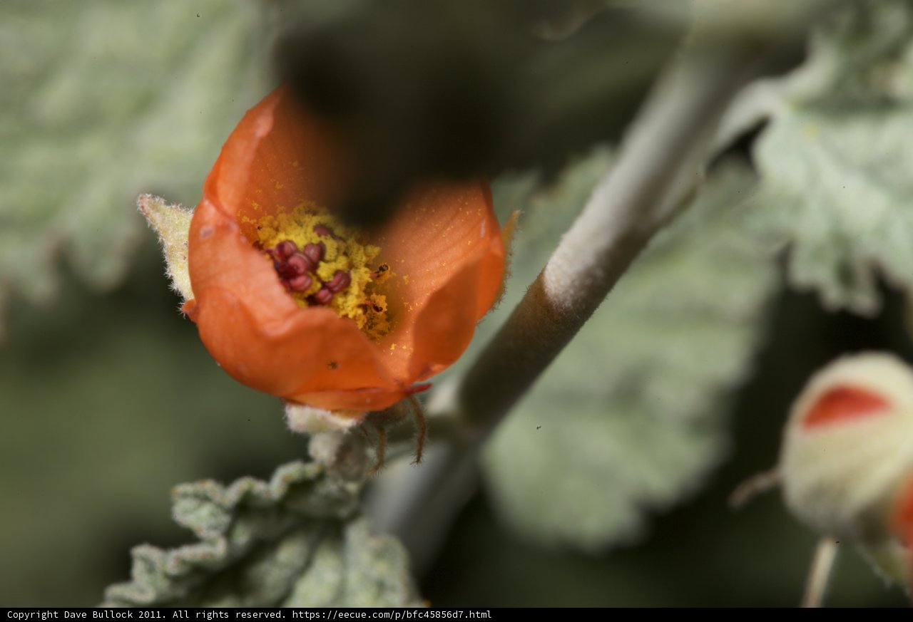 Vibrant Orange Geranium Flower