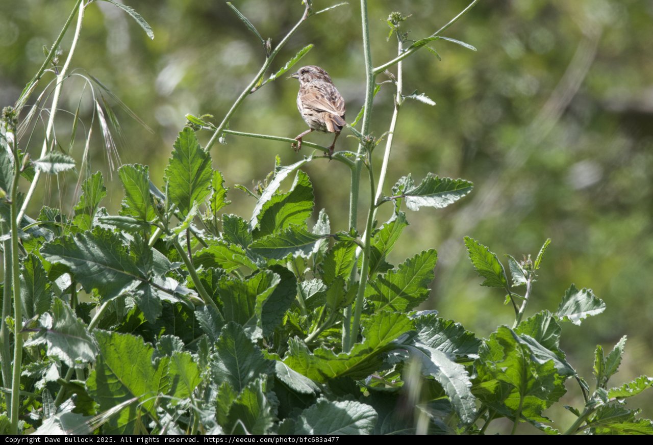 Perched Among the Green