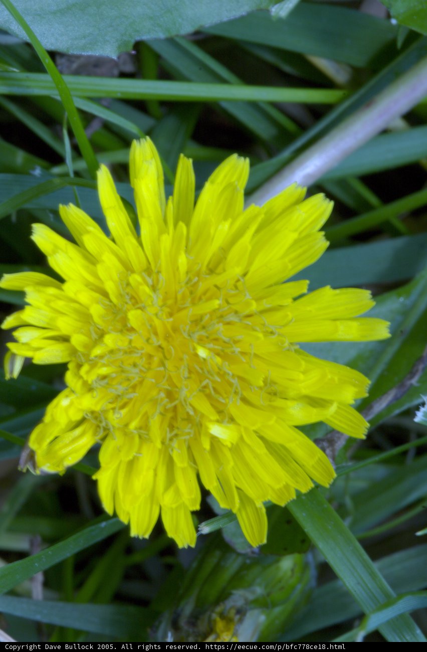 Vibrant Dandelion Blooms in the Grass