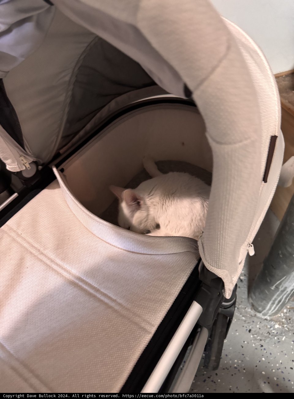 Cozy Catnap in a Stroller