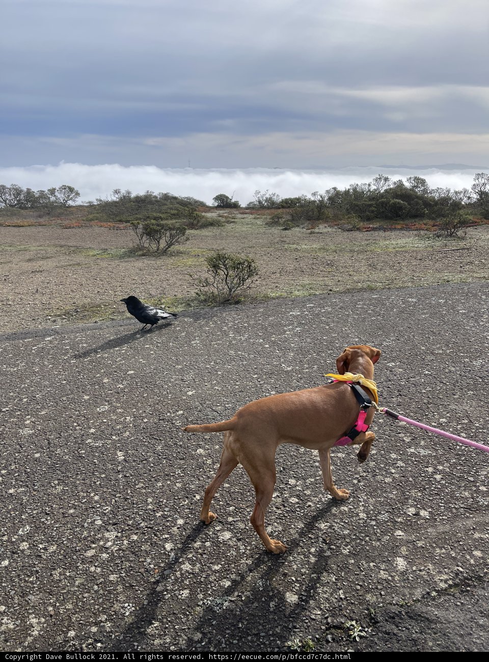 Walking the Ridgeback in the Marin Headlands