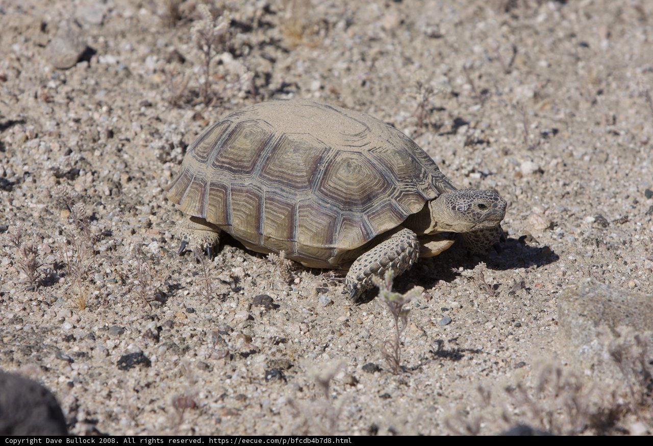 Desert Turtle in Motion