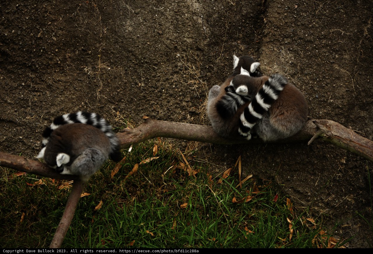 Lemur Day Out