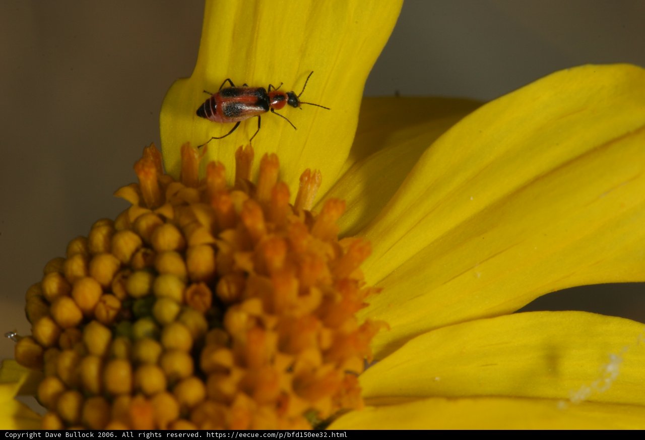 Beautiful Bug on a Daisy Flower
