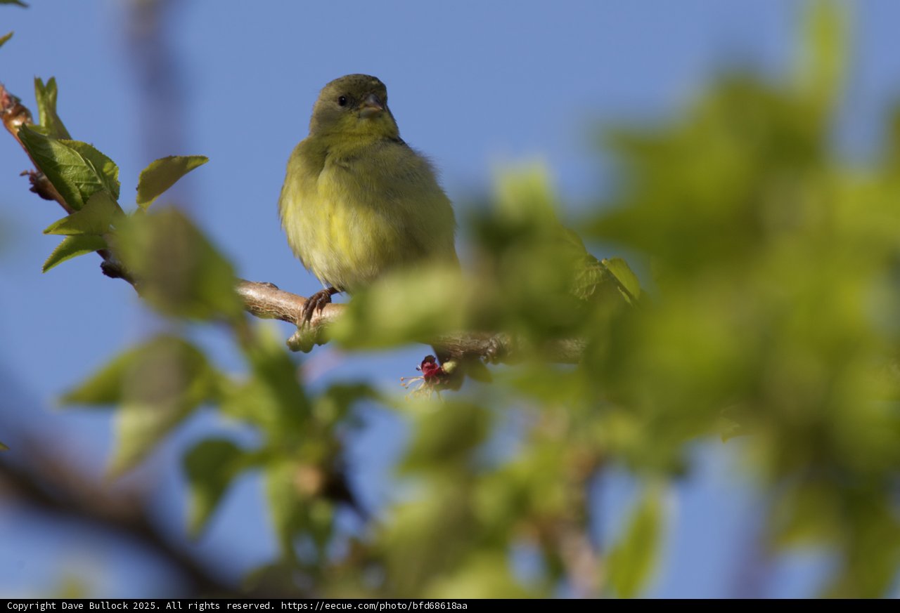 Spring Serenade