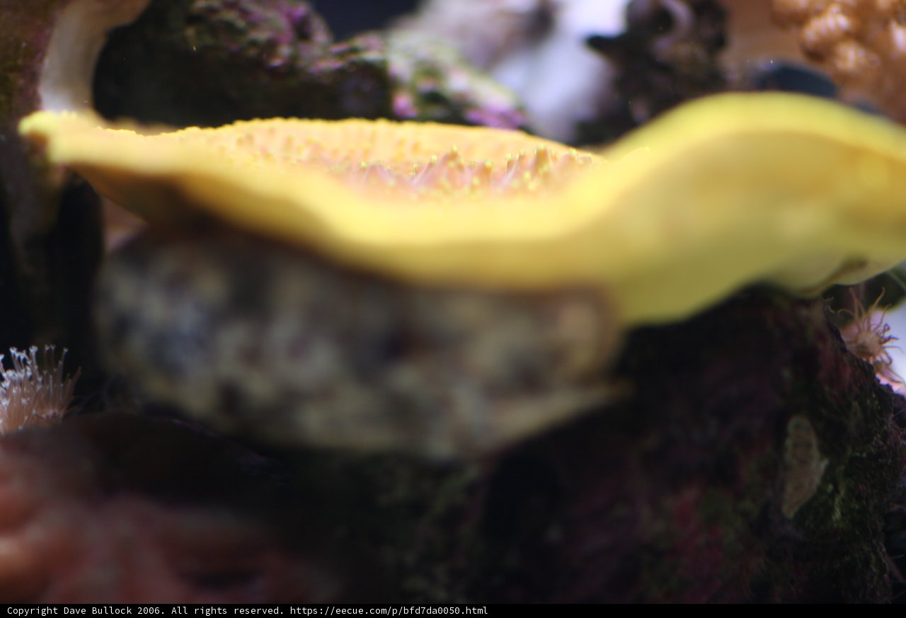Yellow Mushroom in Aquarium