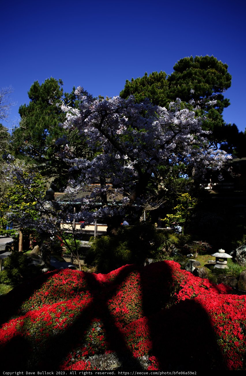 Cherry Blossom Magic at the Japanese Tea Garden