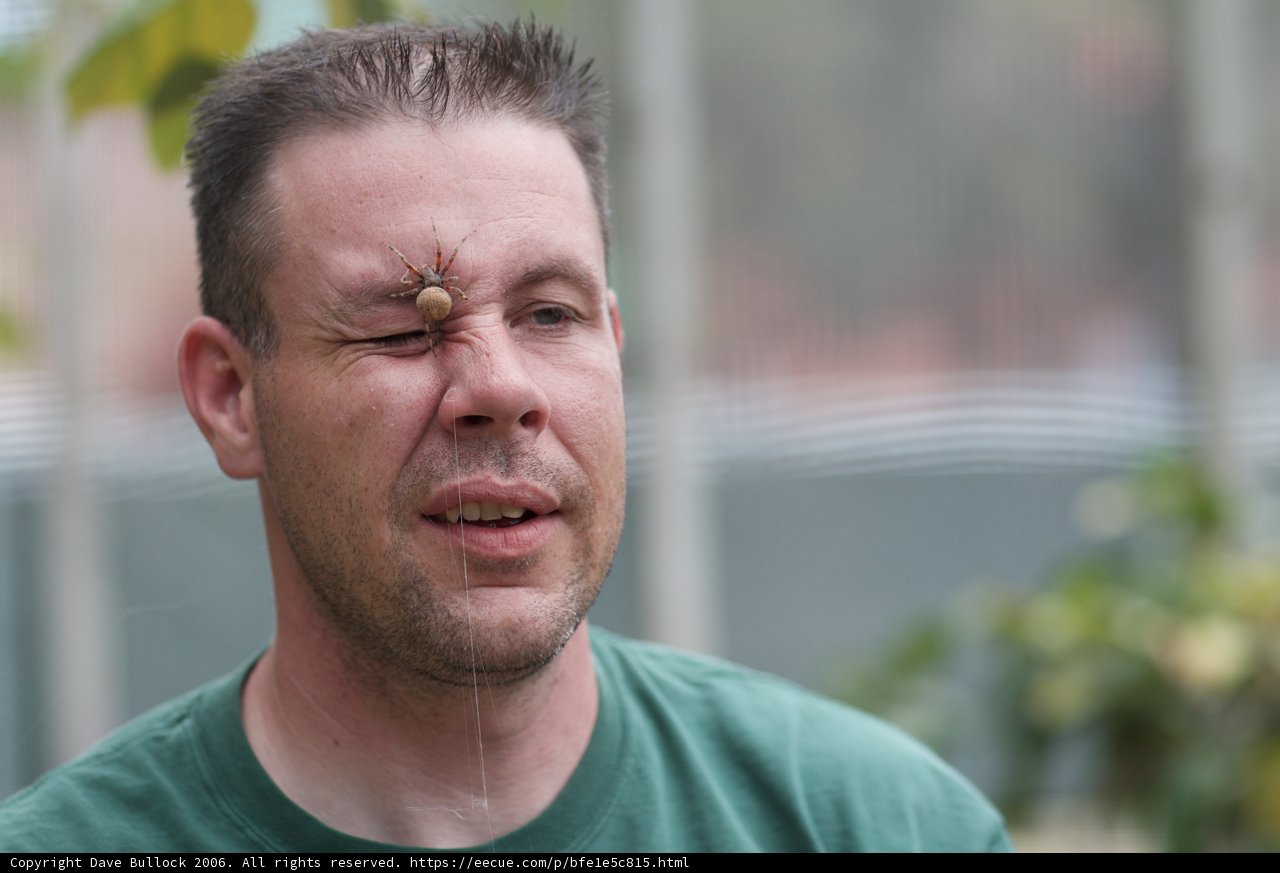 When Insects Attack