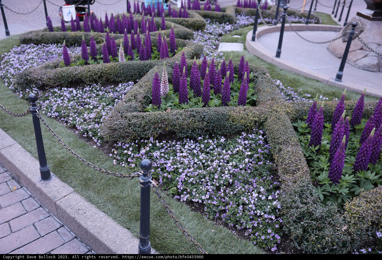 A Scenic View of the Purple Flower Bed at the Garden