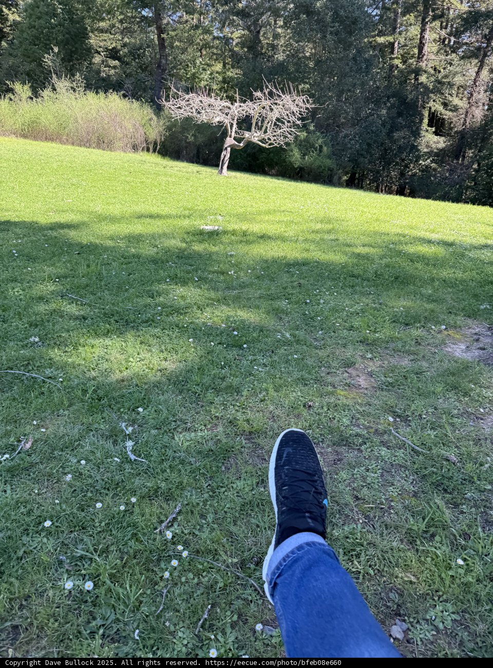 Serenity in Guerneville