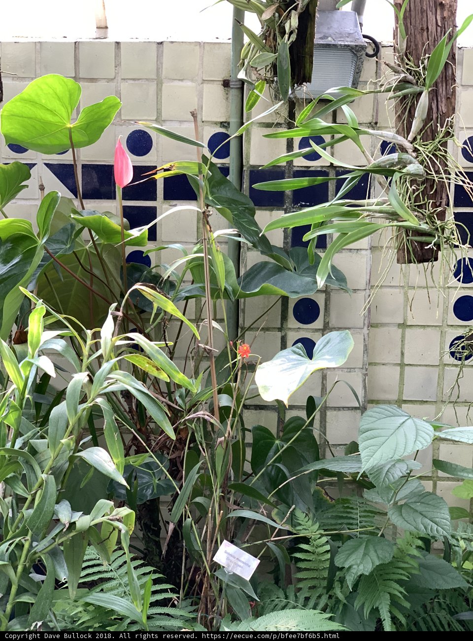 Bountiful Blooms: A Garden Full of Color and Life