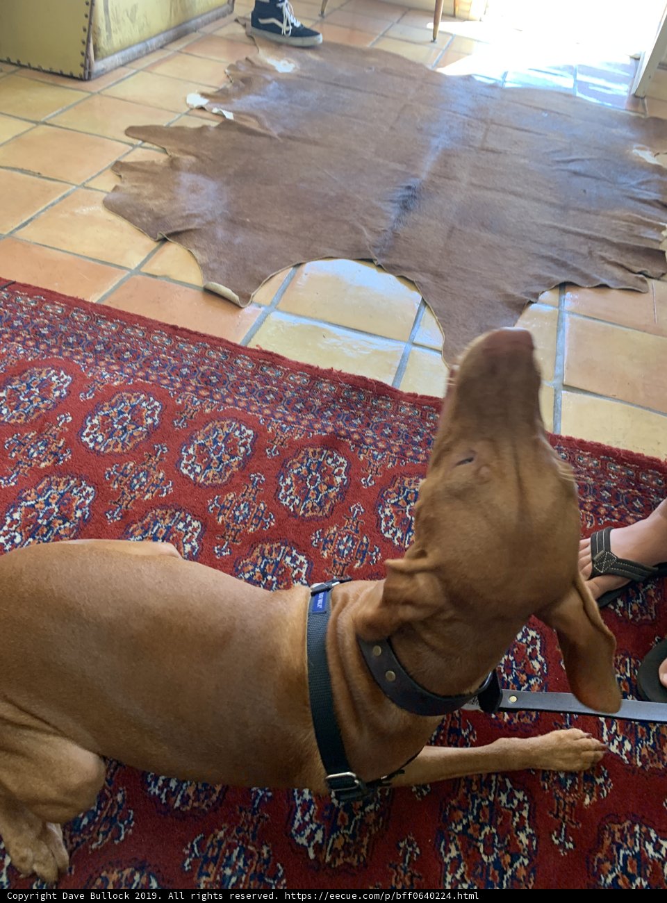 A Canine Companion's Rest