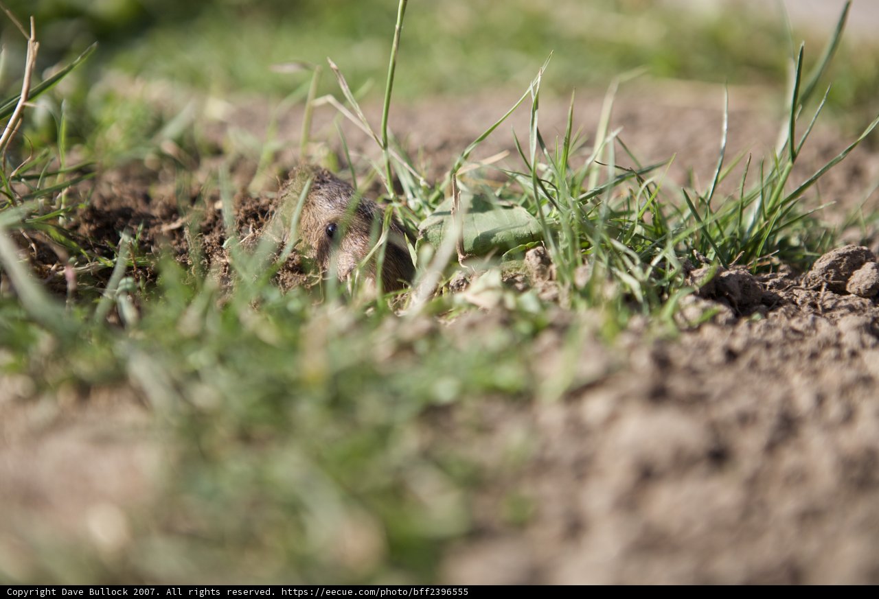 Hidden Life in the Grass Patch
