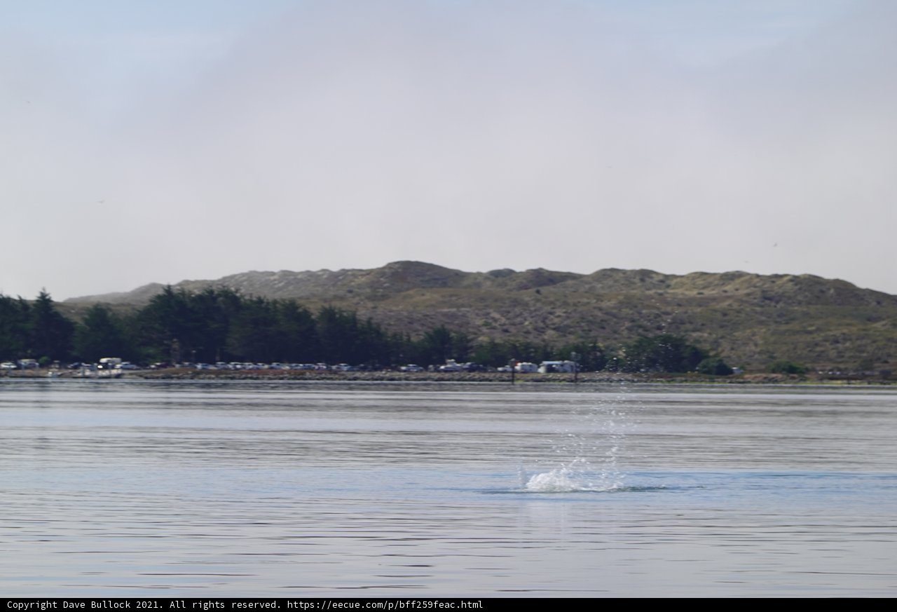 Majestic Whale Jumping by the Californian Shoreline