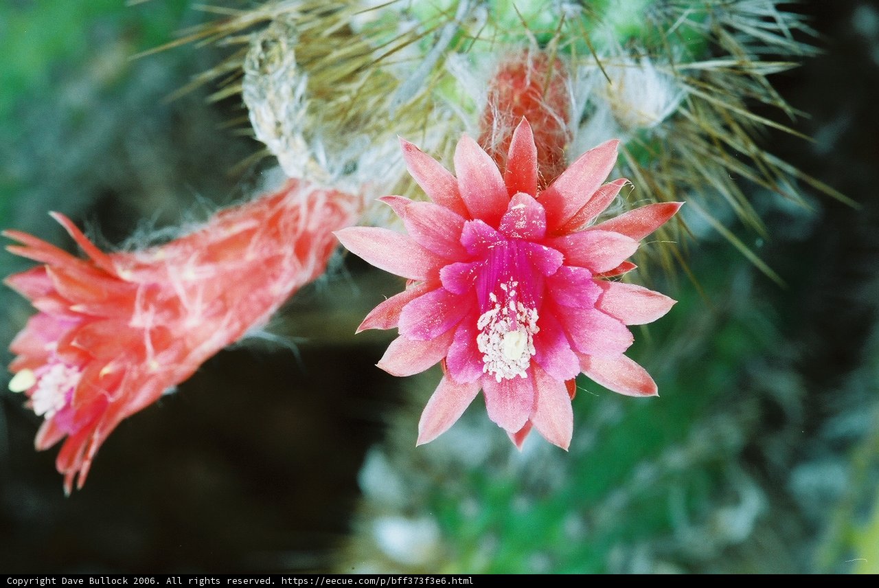 Blooming Cactus
