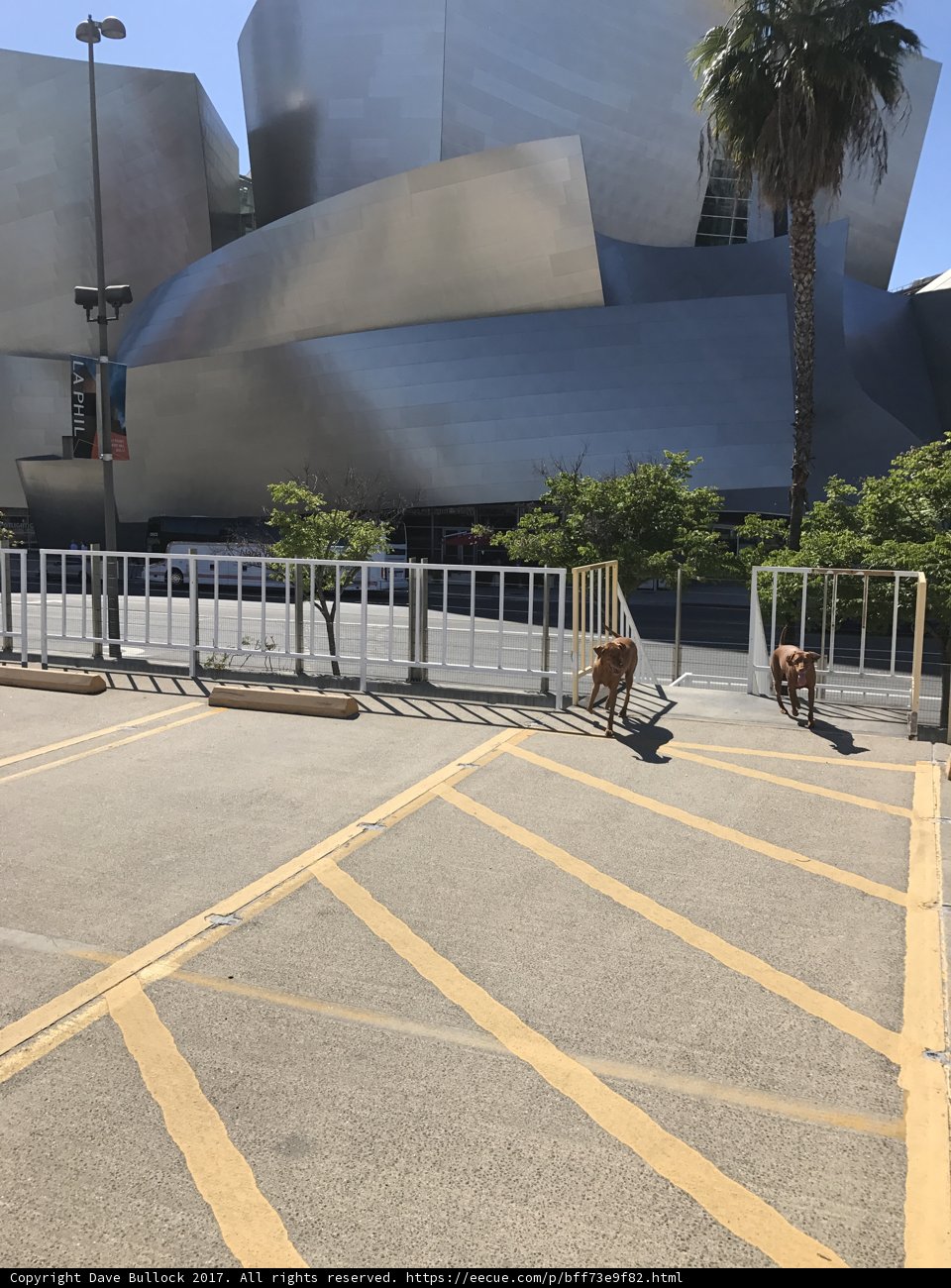 Urban Pooch