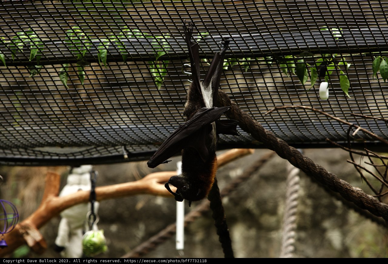 Oakland Zoo Encounter, 2023: The Bat's Pause