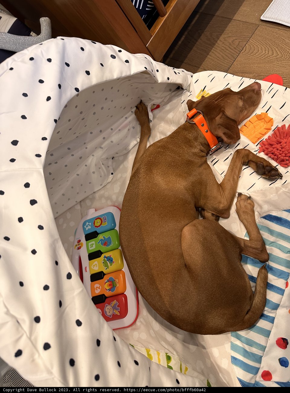 Playtime Paradise