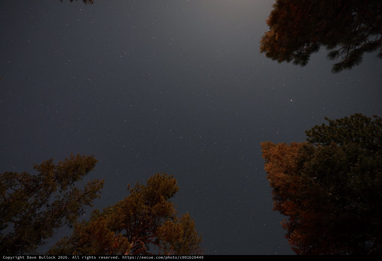 Starry Night Sky Through Pine Trees at Lassen