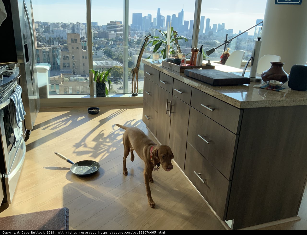 Canine Cooking