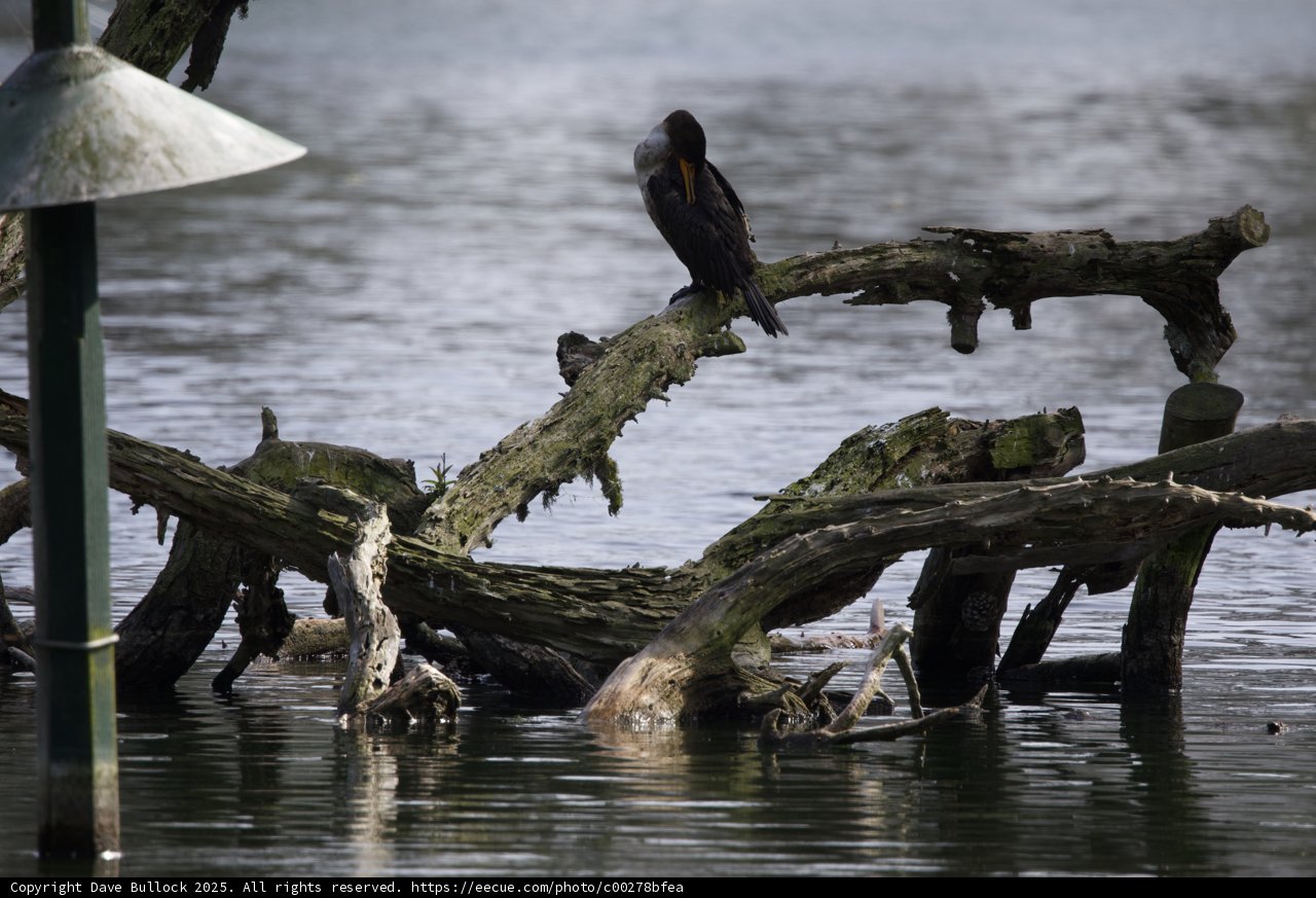 Tranquil Perch