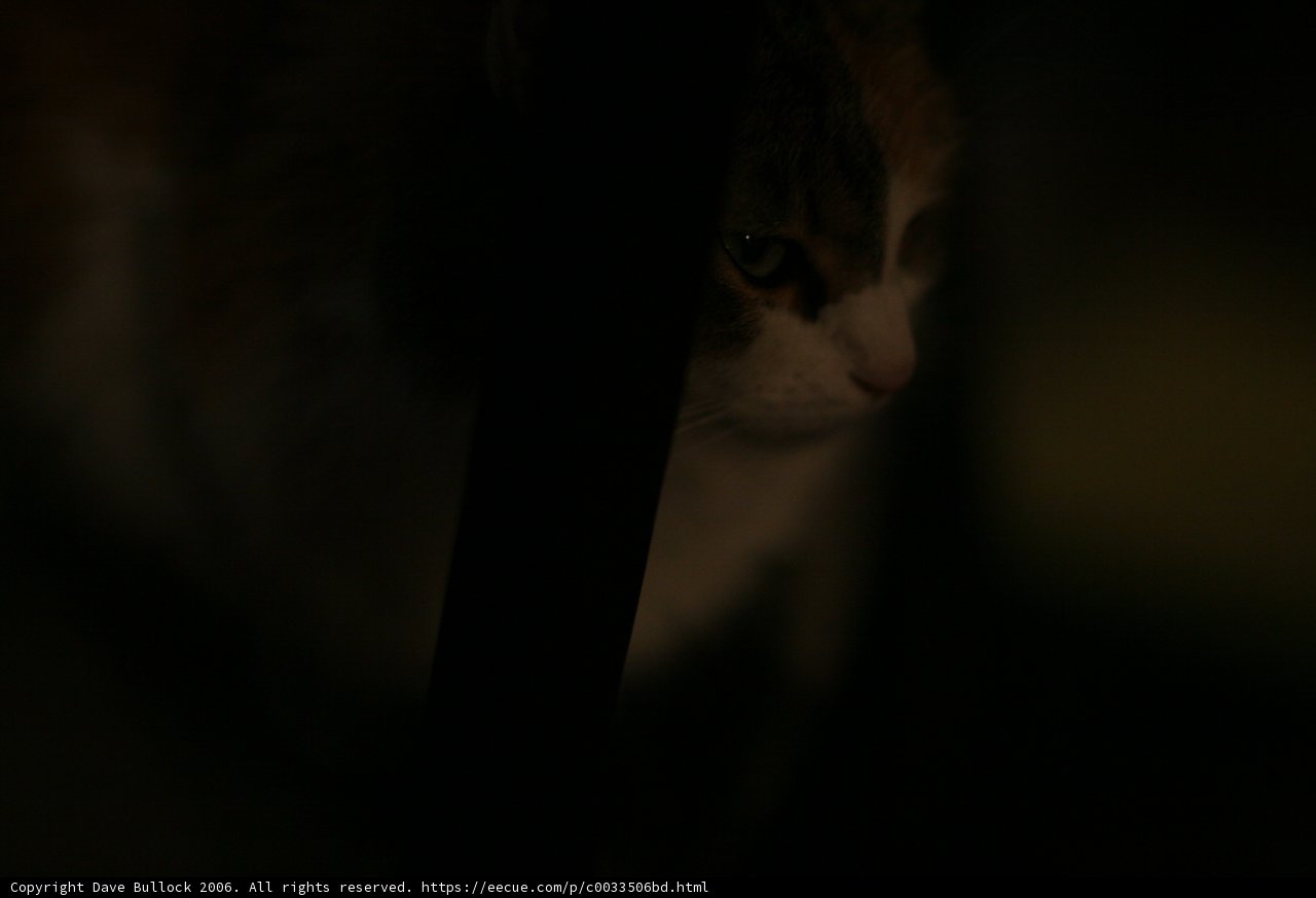 My Feline Companion in the Dark