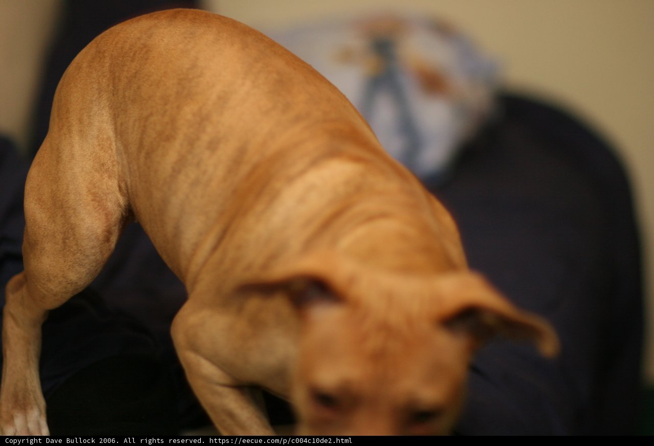 Bed Buddy