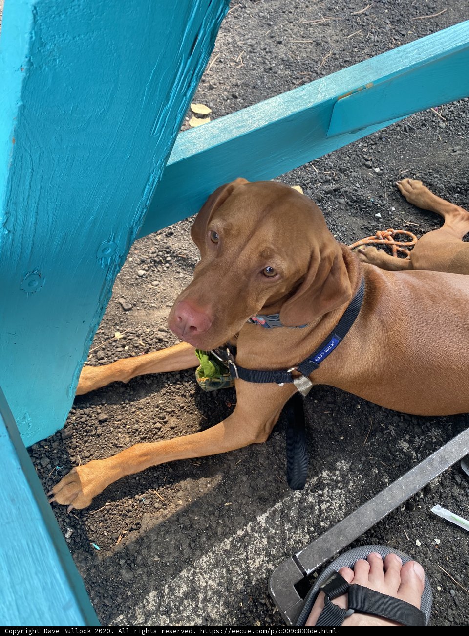 A Vizsla Resting Under the Blue Bench