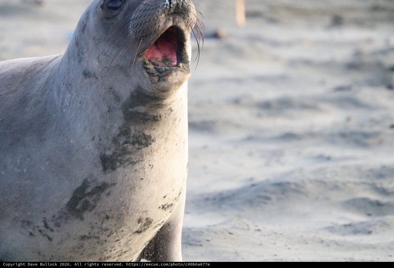 Young Elephant Seal Vocalizing on Drakes Beach