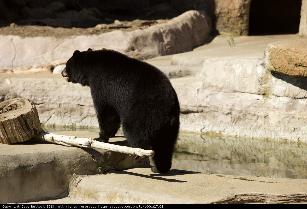 Meandering Bear at San Francisco Zoo