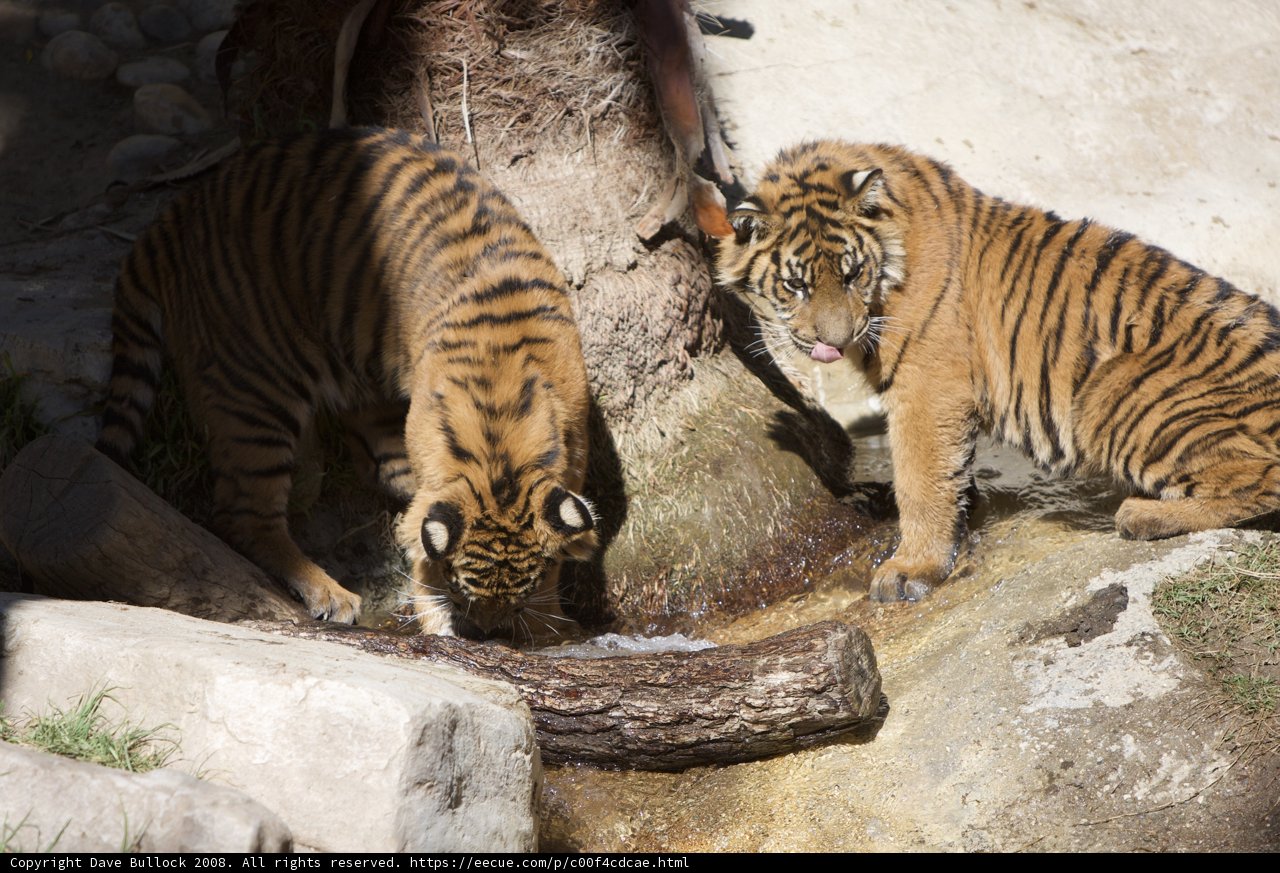 Double Trouble at the Water Hole