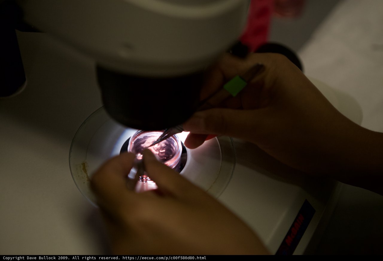 Microscopic Investigation