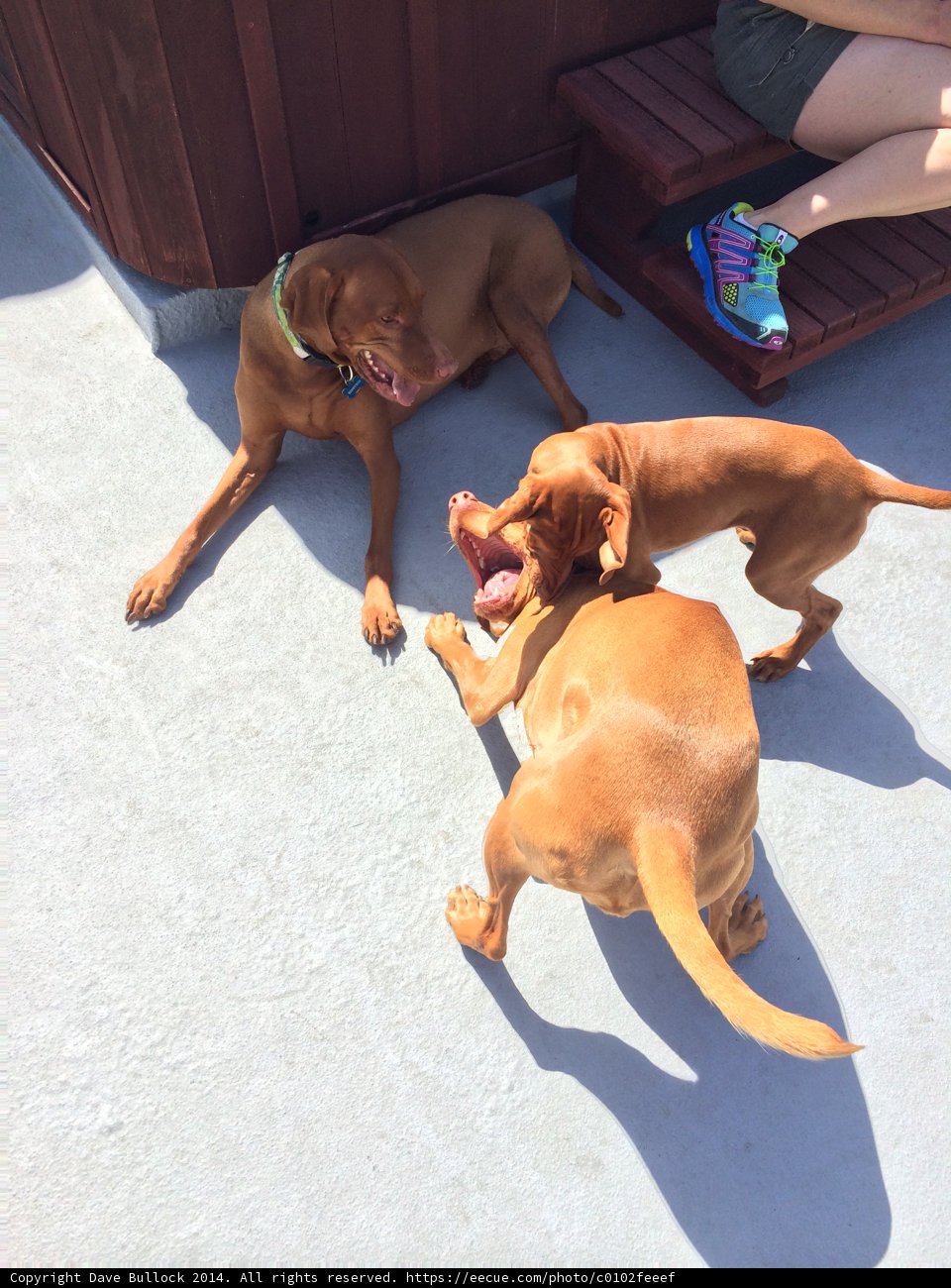Playtime with Pups