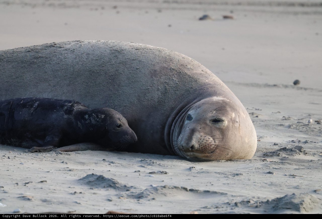 Elephant Seal Mother and Pup Resting on Beach